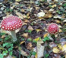 fly agaric forest