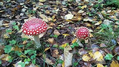 fly agaric forest