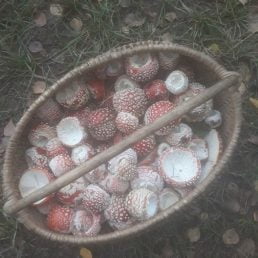 Fresh fly agaric