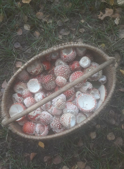 Fresh fly agaric