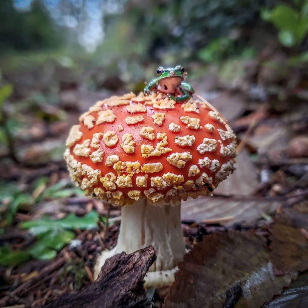 amanita muscaria