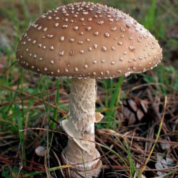 Fresh amanita pantherina
