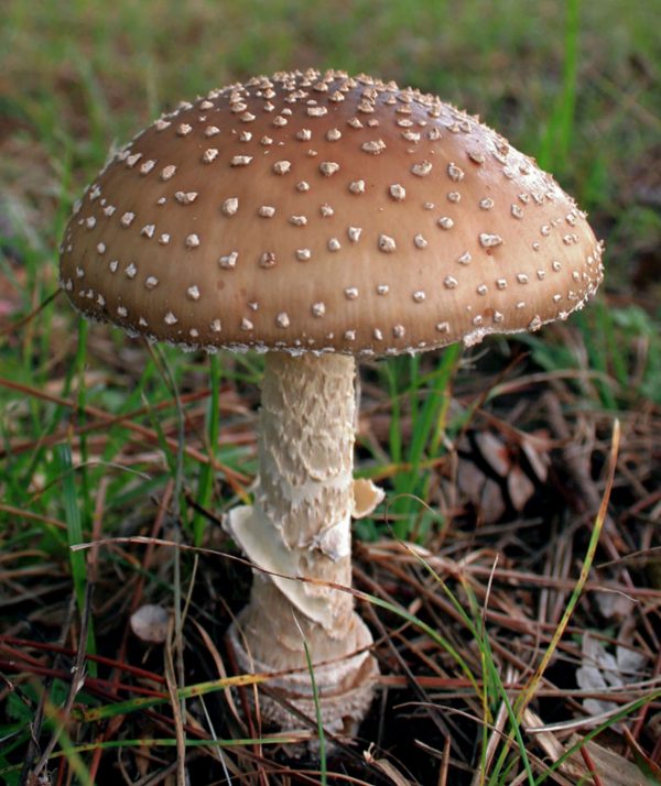 Fresh amanita pantherina