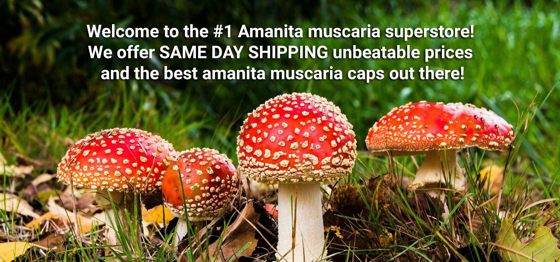 buy fly agaric, buy amanita muscaria,amanita muscaria for sale,amanita muscaria