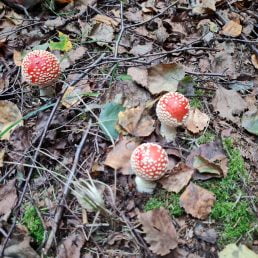 fly agaric 2021