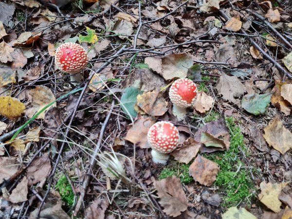 fly agaric 2021
