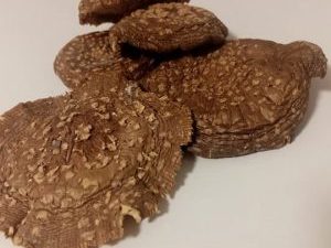 Amanita Pantherina Hongo Seco