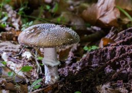 Amanita Pantherina Mushroom