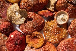 Wholesale Amanita Muscaria in USA and Europe