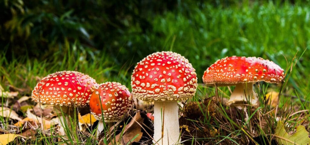 Amanita Muscaria Fliegenpilze in den Rhodopen Bergwaeldern
