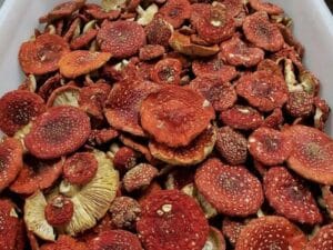Sorgfältig getrocknete rote Fliegenpilz Hüte in einer Box als ethnobotanische Sammlerstücke.