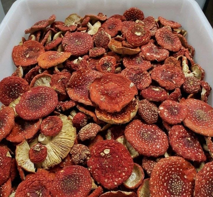Sorgfältig getrocknete rote Fliegenpilz Hüte in einer Box als ethnobotanische Sammlerstücke.