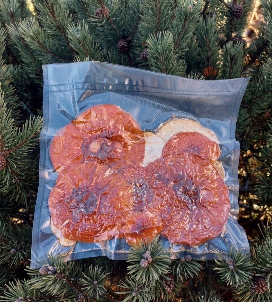 Vakuumverpackte, getrocknete Fliegenpilz Hüte in transparenter Schutzfolie für botanische Zwecke.
