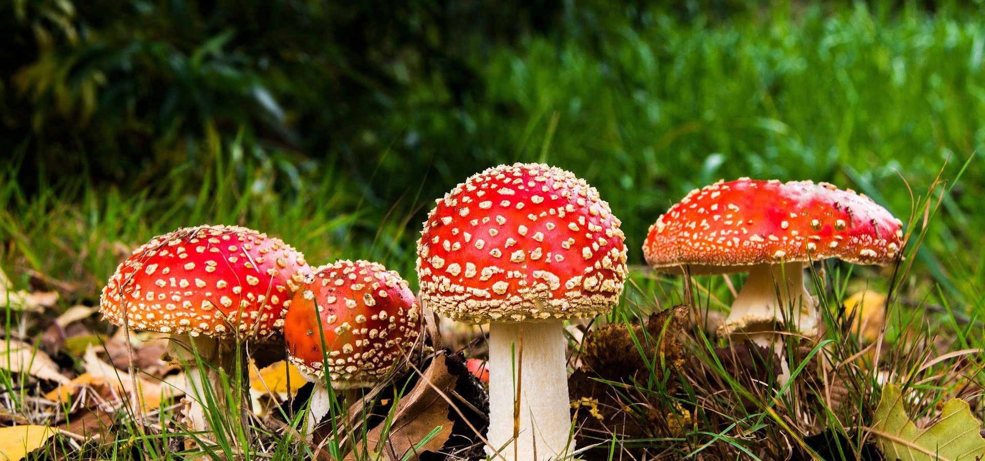 amanita muscaria