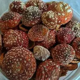 amanita muscaria